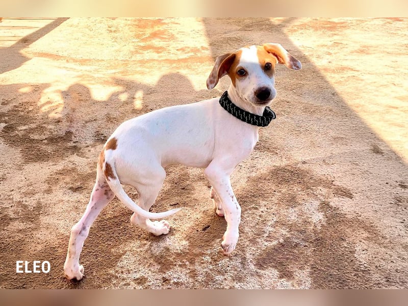 9 Welpen aus Spanien suchen ihre Besitzer