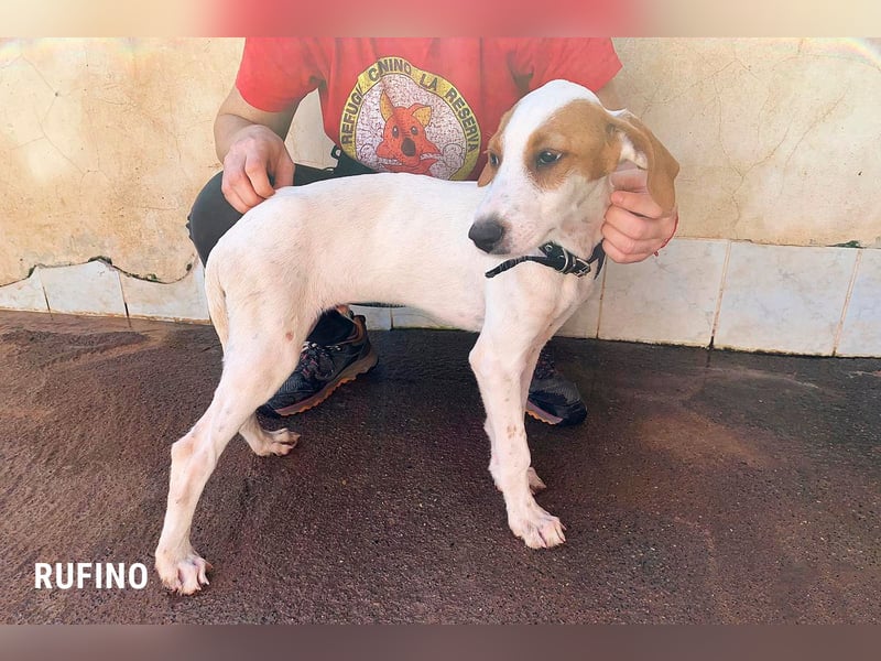Rufino sucht ein Zuhause