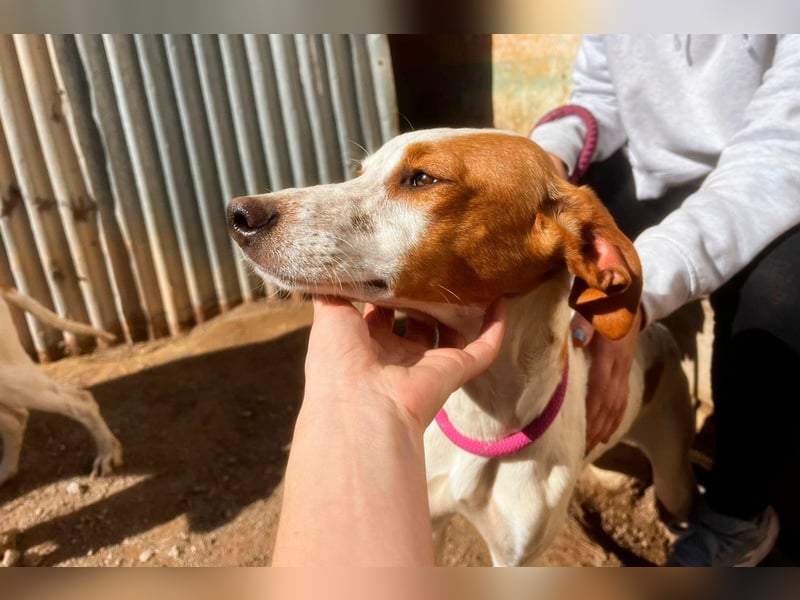 Fina auf Körbchensuche