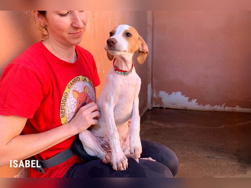 9 Welpen aus Spanien suchen ihre Besitzer