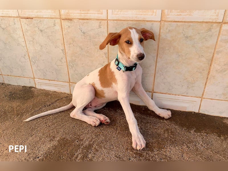 9 Welpen aus Spanien suchen ihre Besitzer