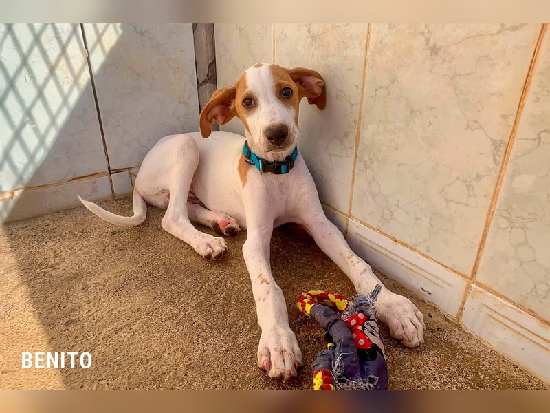 Benito sucht sein Glück