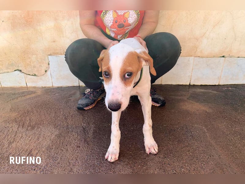Rufino sucht ein Zuhause