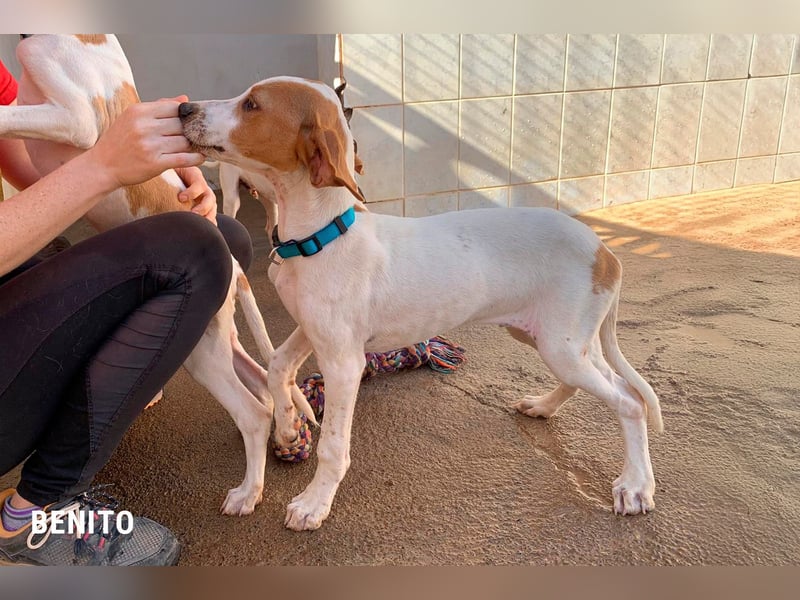 Benito sucht sein Glück