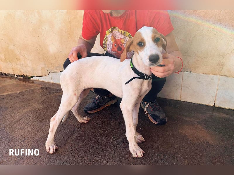 Rufino sucht ein Zuhause