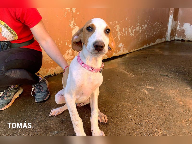 9 Welpen aus Spanien suchen ihre Besitzer