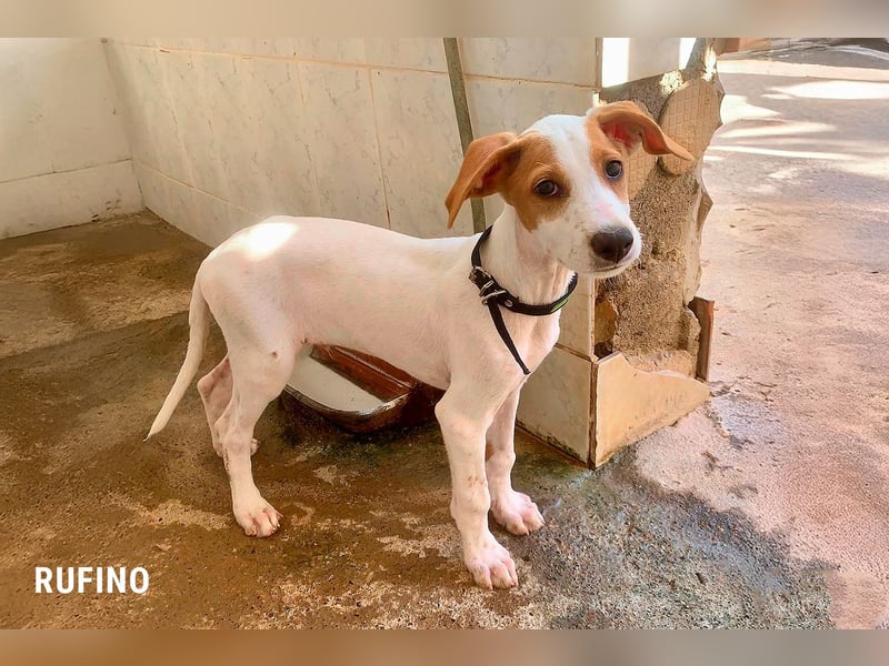 Rufino sucht ein Zuhause