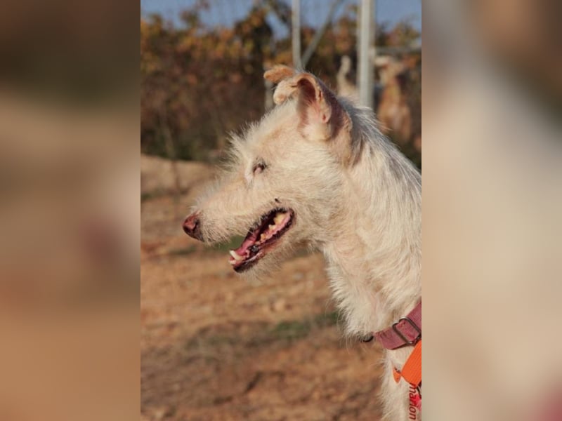 Heidel sucht ihre Familie