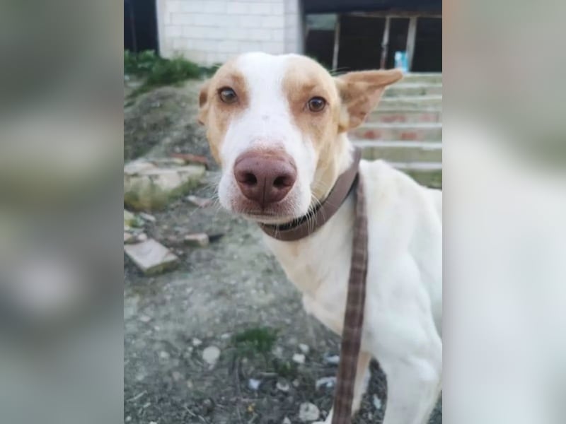 Newton ,Zarter Podenco auf der Suche nach seiner zweiten Chance