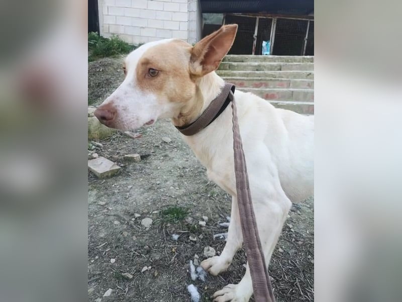 Newton ,Zarter Podenco auf der Suche nach seiner zweiten Chance