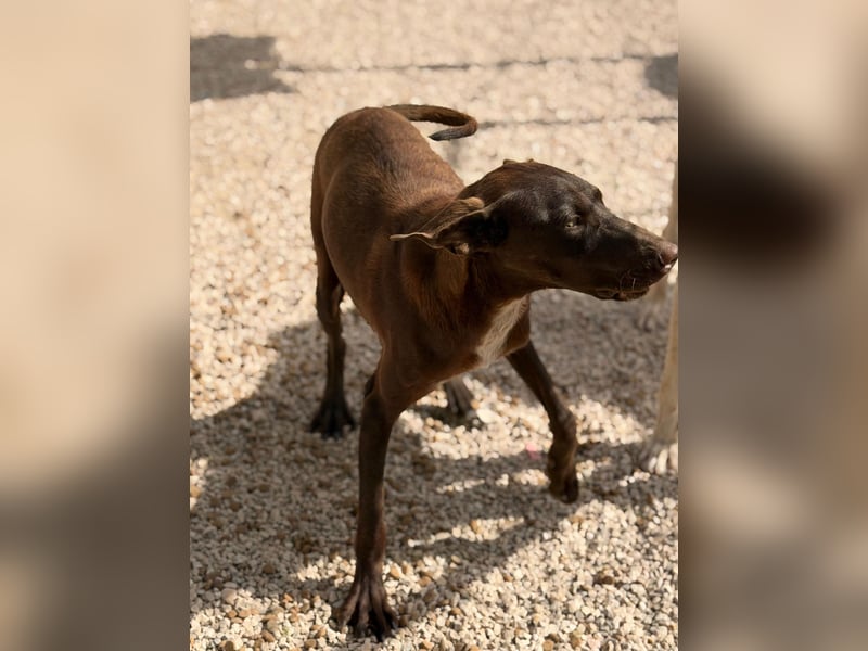 Siri - wunderschöner Podenco-Mix voller Lebensfreude sucht sein Glück