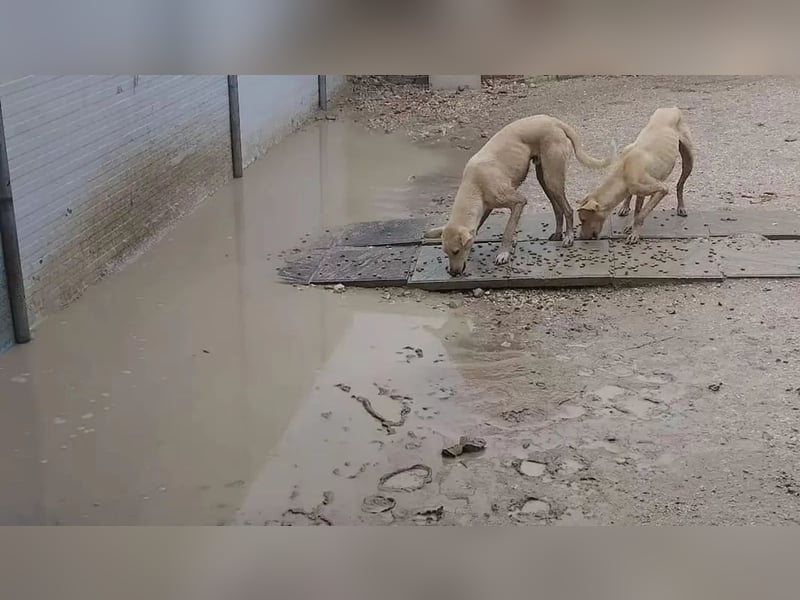 Humus ,schüchterner Podenco-Rüde sucht seine Nadel im Heuhaufen