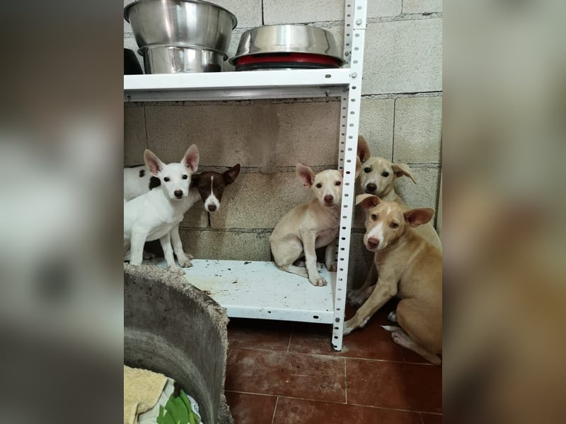 Humus ,schüchterner Podenco-Rüde sucht seine Nadel im Heuhaufen
