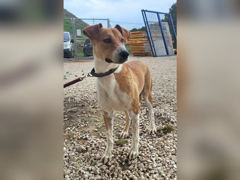 Neko, leidet imTierheim , dringend PS gesucht