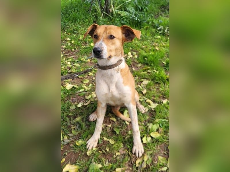 Neko, leidet imTierheim , dringend PS gesucht