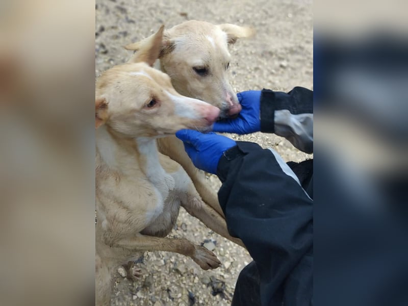 Humus - schüchterner Podenco-Rüde sucht seine Nadel im Heuhaufen