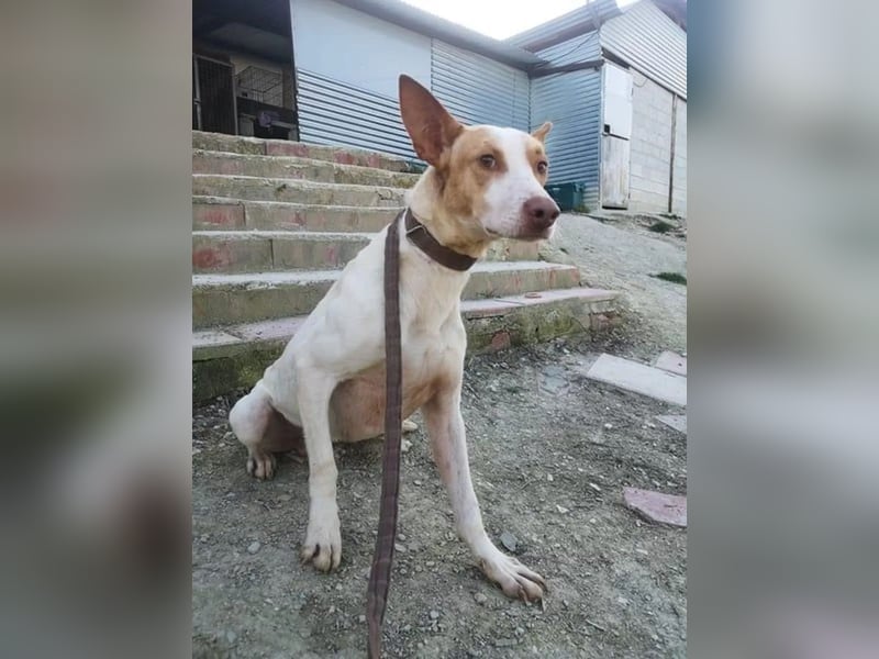 Newton ,Zarter Podenco auf der Suche nach seiner zweiten Chance
