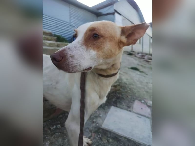 Newton ,Zarter Podenco auf der Suche nach seiner zweiten Chance