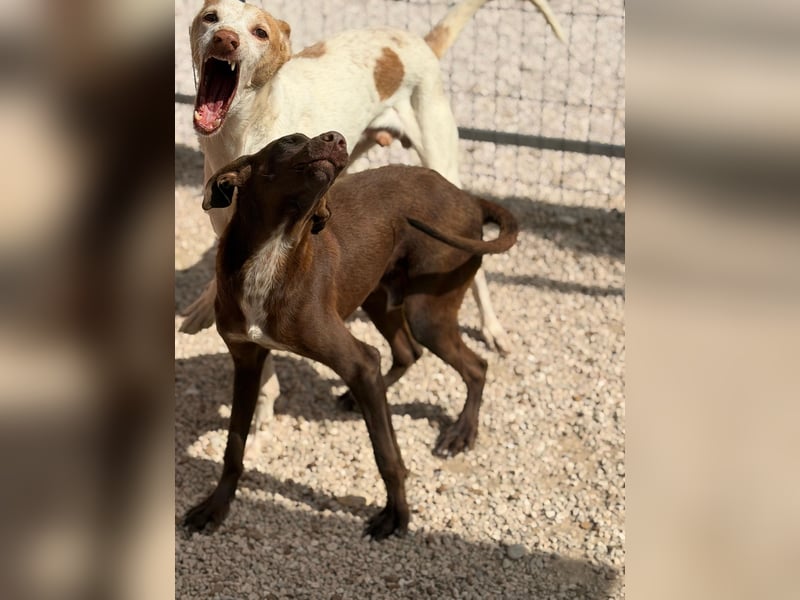 Siri - wunderschöner Podenco-Mix voller Lebensfreude sucht sein Glück