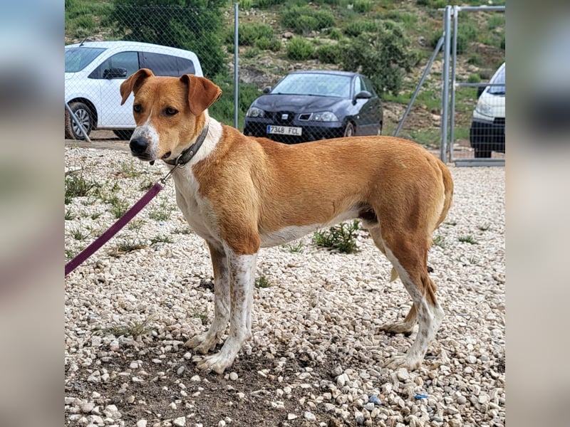 Neko, leidet imTierheim , dringend PS gesucht