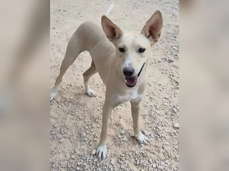 Humus, er kennt nur das Tierheim