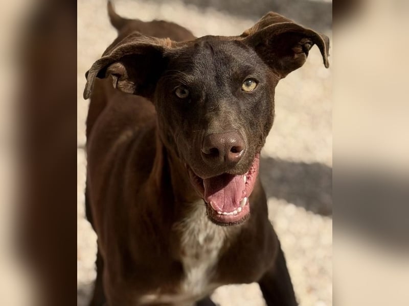 Siri - wunderschöner Podenco-Mix voller Lebensfreude sucht sein Glück