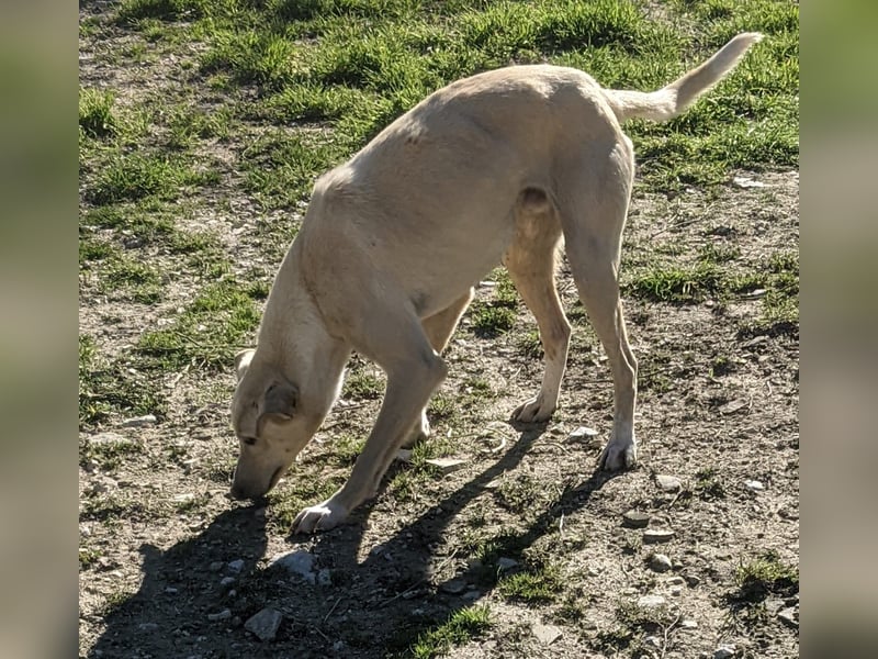 Humus - schüchterner Podenco-Rüde sucht seine Nadel im Heuhaufen