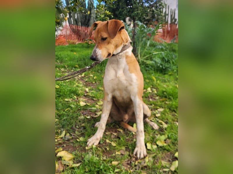 Neko, ein sozialer freundlicher Bube