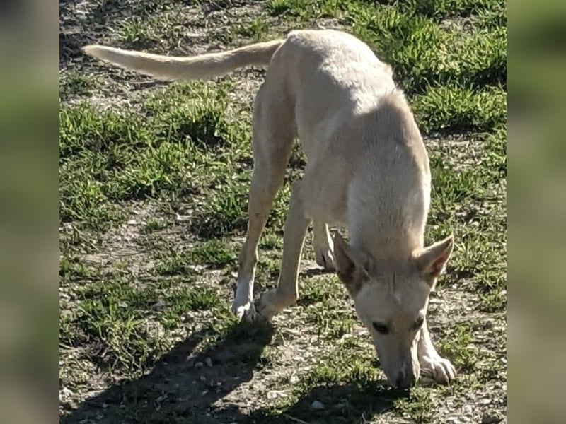Humus - schüchterner Podenco-Rüde sucht seine Nadel im Heuhaufen