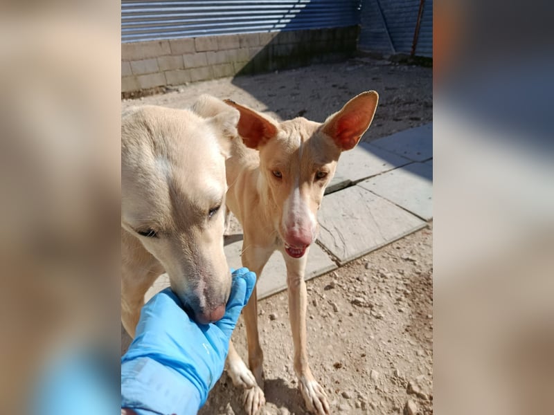 Humus - schüchterner Podenco-Rüde sucht seine Nadel im Heuhaufen