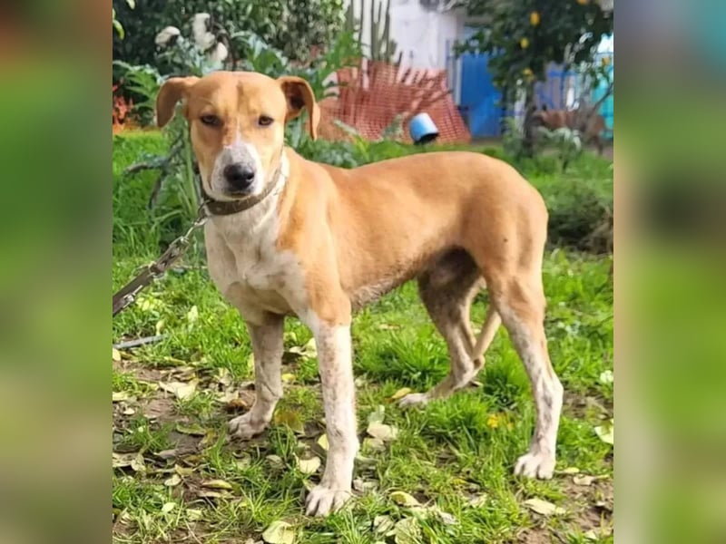 Neko ,junger Podenco-Mix sucht sein Glück