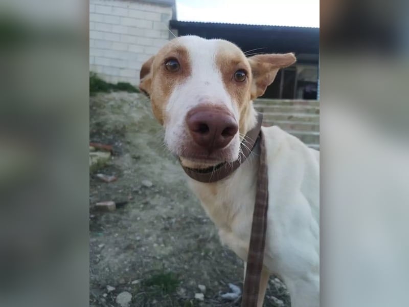 Newton ,Zarter Podenco auf der Suche nach seiner zweiten Chance