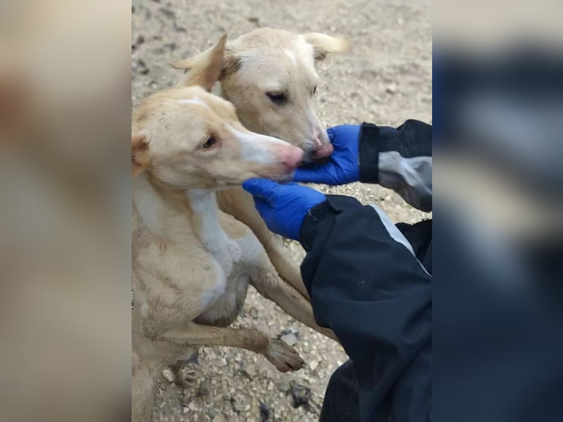 Humus ,schüchterner Podenco-Rüde sucht seine Nadel im Heuhaufen