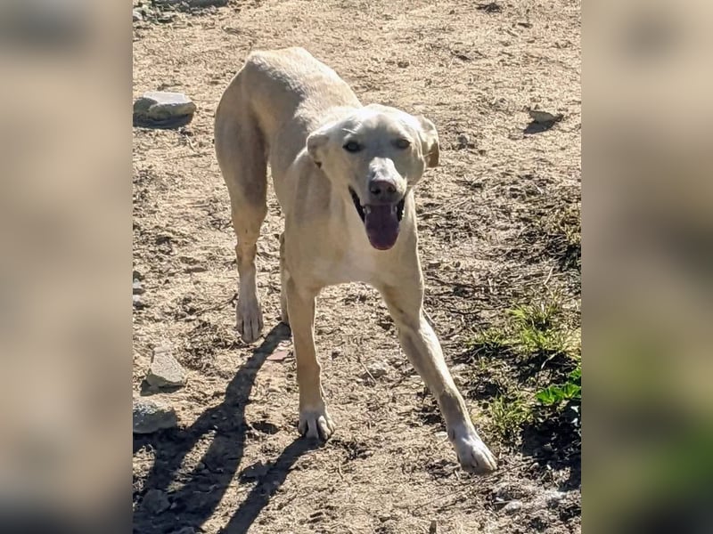 Humus ,schüchterner Podenco-Rüde sucht seine Nadel im Heuhaufen