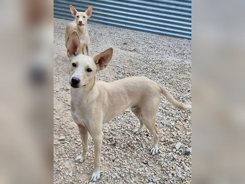 Humus, er kennt nur das Tierheim