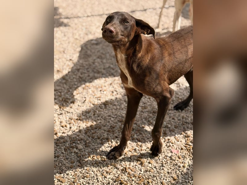 Siri - wunderschöner Podenco-Mix voller Lebensfreude sucht sein Glück