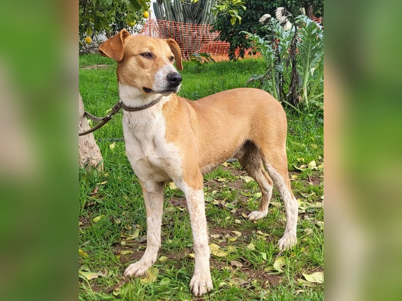 Neko, ein sozialer freundlicher Bube