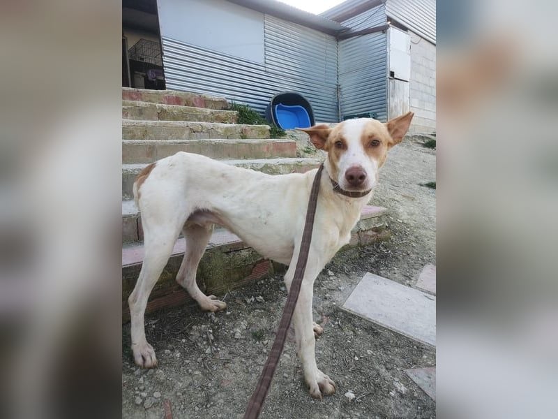 Newton, hofft auf sein großes Glück