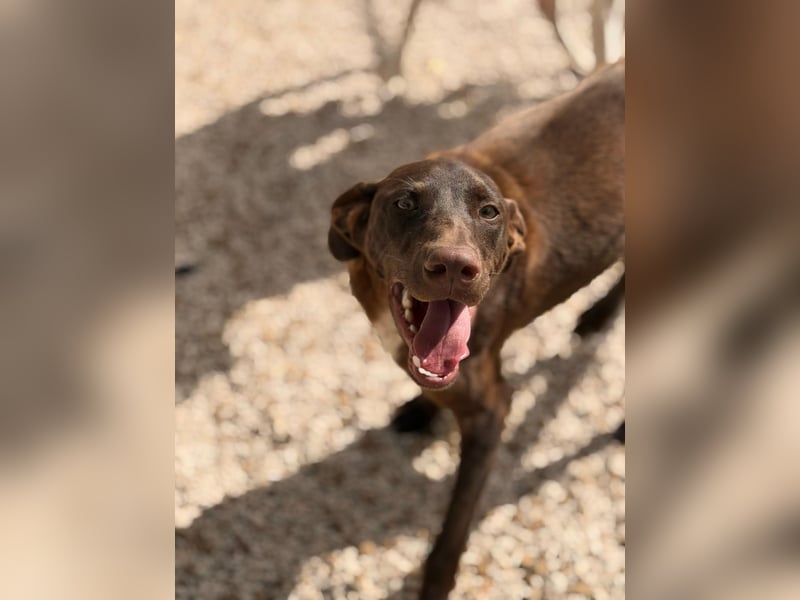 Siri - wunderschöner Podenco-Mix voller Lebensfreude sucht sein Glück