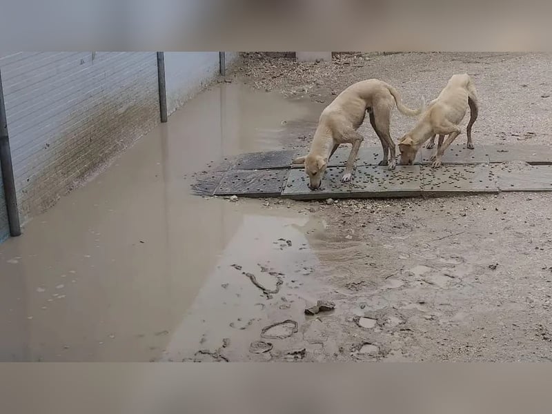 Humus - schüchterner Podenco-Rüde sucht seine Nadel im Heuhaufen