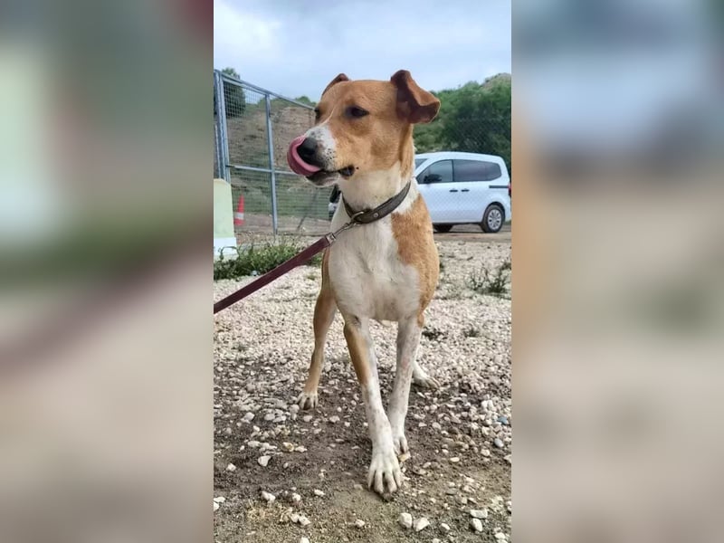 Neko ,junger Podenco-Mix sucht sein Glück