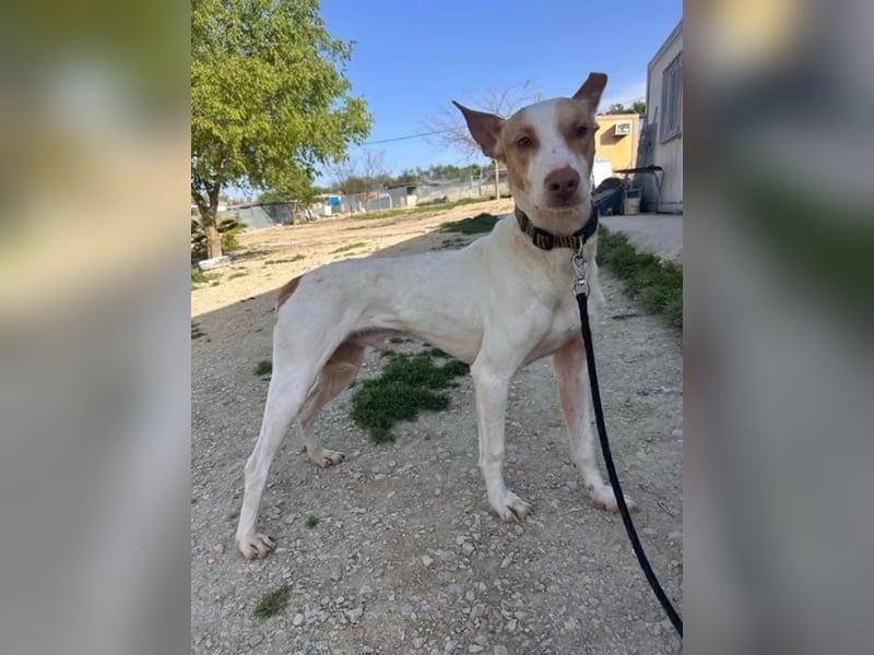 Newton ,Zarter Podenco auf der Suche nach seiner zweiten Chance