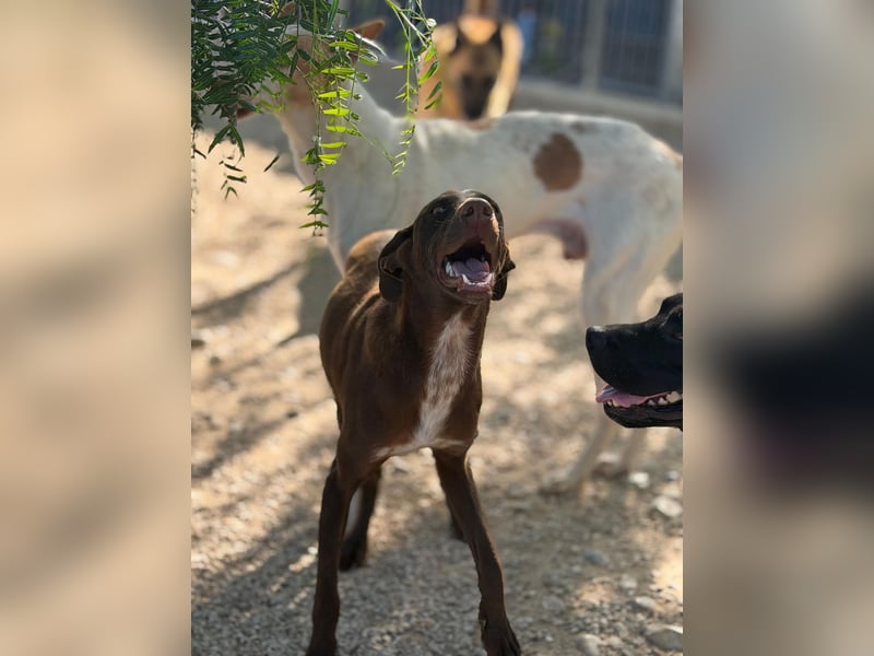 Siri - wunderschöner Podenco-Mix voller Lebensfreude sucht sein Glück