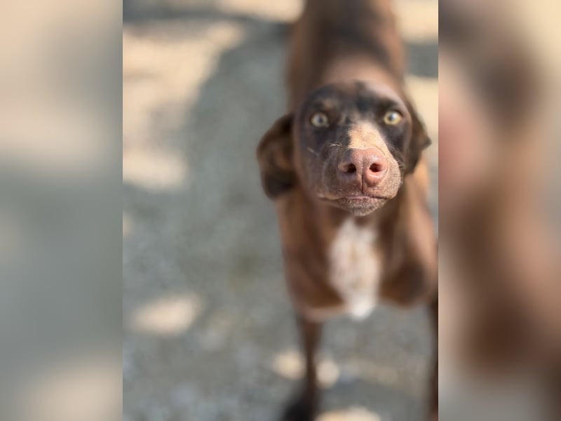 Siri - wunderschöner Podenco-Mix voller Lebensfreude sucht sein Glück