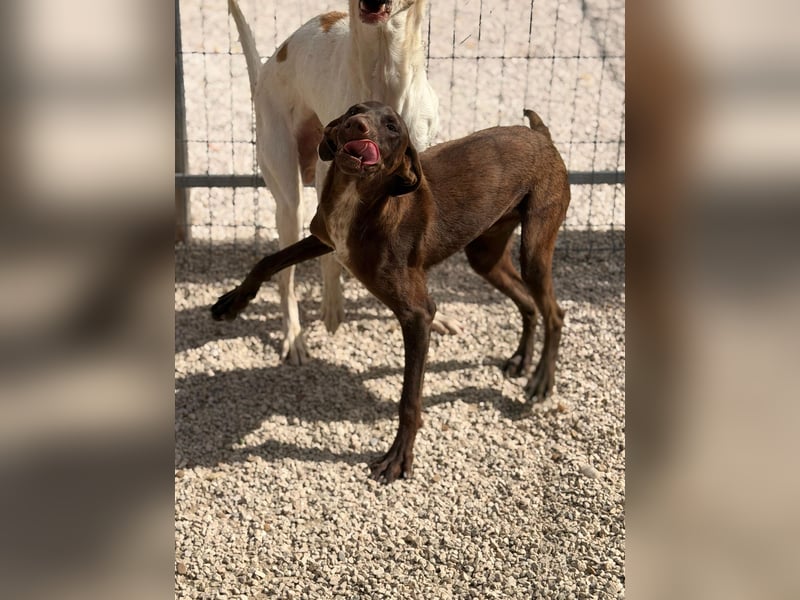 Siri - wunderschöner Podenco-Mix voller Lebensfreude sucht sein Glück