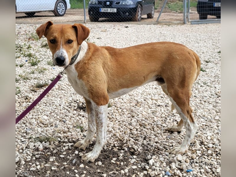 Neko, leidet imTierheim , dringend PS gesucht