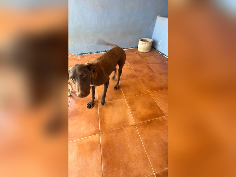 Siri - wunderschöner Podenco-Mix voller Lebensfreude sucht sein Glück