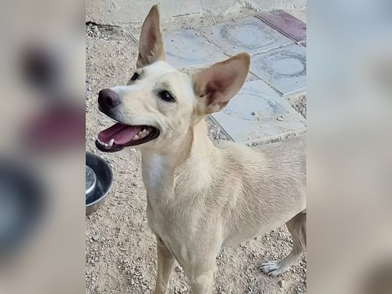 Humus, er kennt nur das Tierheim