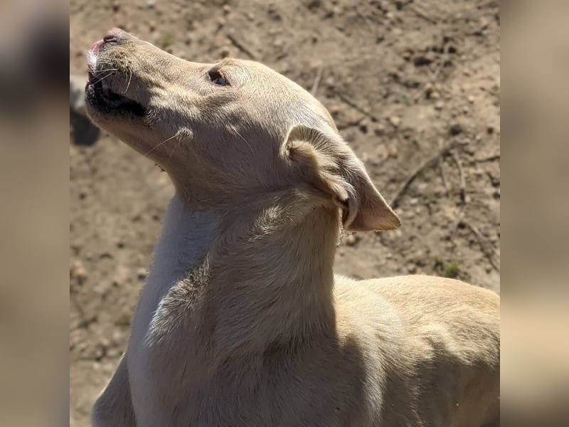 Humus - schüchterner Podenco-Rüde sucht seine Nadel im Heuhaufen
