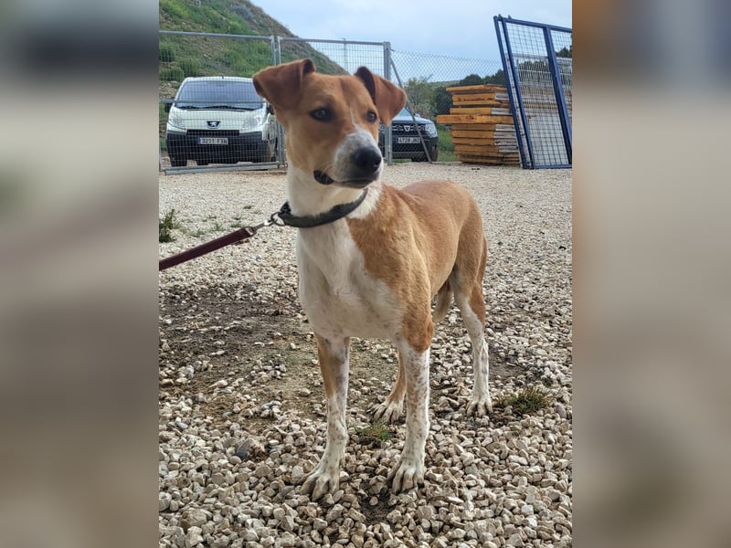 Neko, leidet imTierheim , dringend PS gesucht